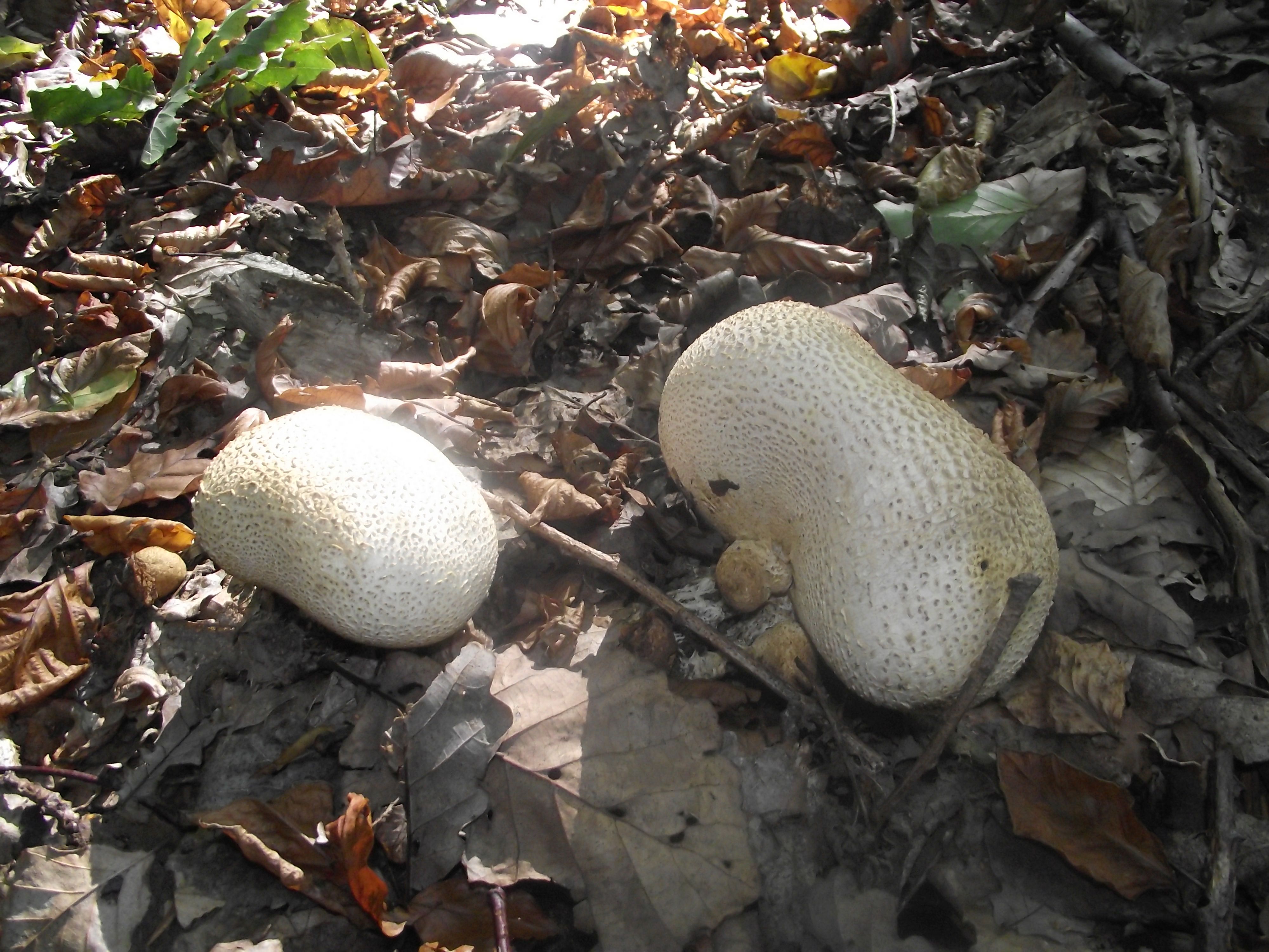 Dickschaliger Kartoffelbovist